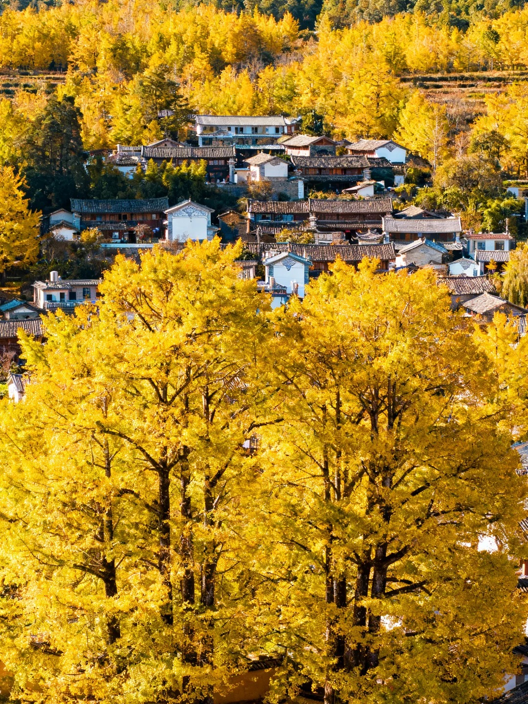 云南腾冲银杏村｜坠入金色童话世界✨_2_晚和风_云南-来自52tours 我爱旅游网
